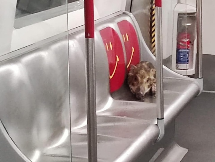 El jabalí, sentado como uno más en el metro de Hong Kong. (NAIZ)