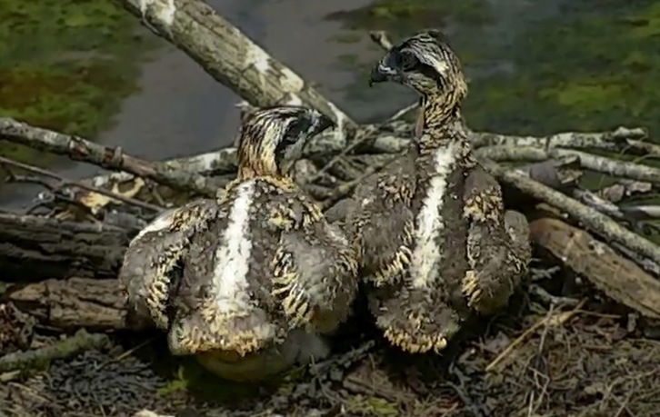 Urdaibaiko arrano arrantzalearen azken bi txitak hil dira.