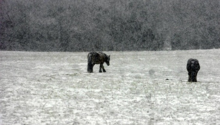 Zaldiak elurtutako larreetan, artxiboko irudian. (Jagoba MANTEROLA/FOKU)