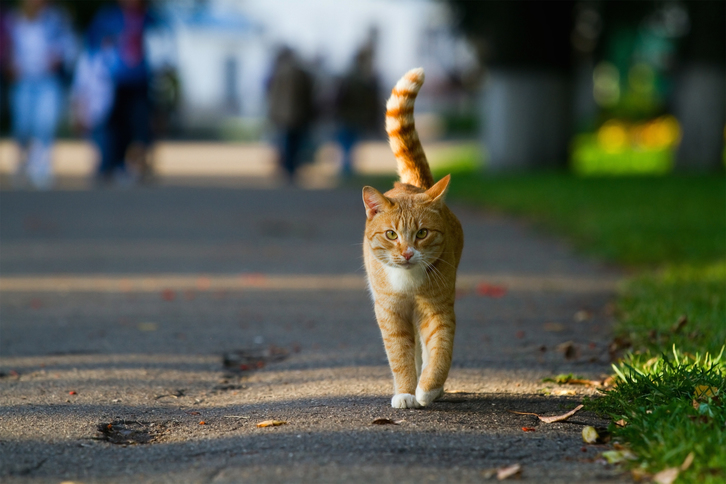 Muchos gatos han sido abandonados coincidiendo con el inicio de las vacaciones estivales. (GETTY IMAGES)
