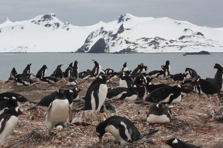 Un estudio con participación del MNCN-CSIC ha analizado heces procedentes de ejemplares de pingüinos de Adelia, barbijo y papúa. (MNCN-CSIC)