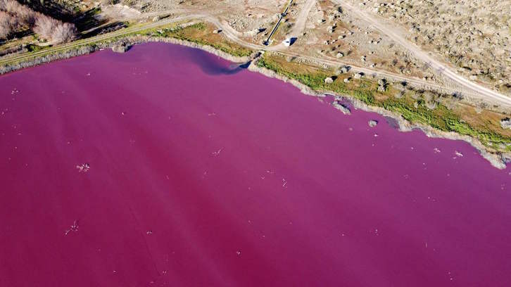 La laguna, que tiene una extensión de entre 10 y 15 hectáreas, ha quedado completamente teñida de color rosado intenso. (Daniel FELDMAN/AFP)