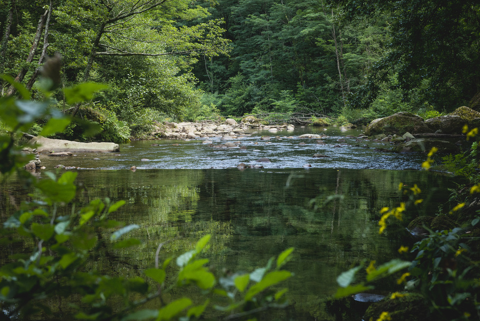 Aritzakun eta Urritzateko urek bat egiten dute Baztango errekan. © Guillaume FAUVEAU