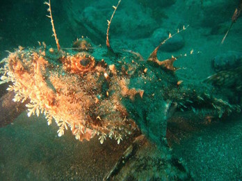 Imagen de unn ejemplar de rape blanco, de la especie Lophius piscatorius. (AZTI)