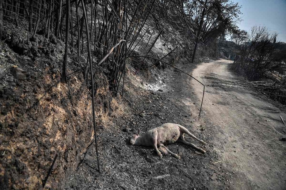 Una oveja muerta en Dekelia, al norte de Atenas, durante los incendios (Louisa GOULIAMAKI / AFP)