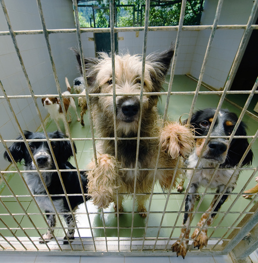 Perros a la espera de adopción en un centro de Usurbil. (Jon URBE | FOKU)