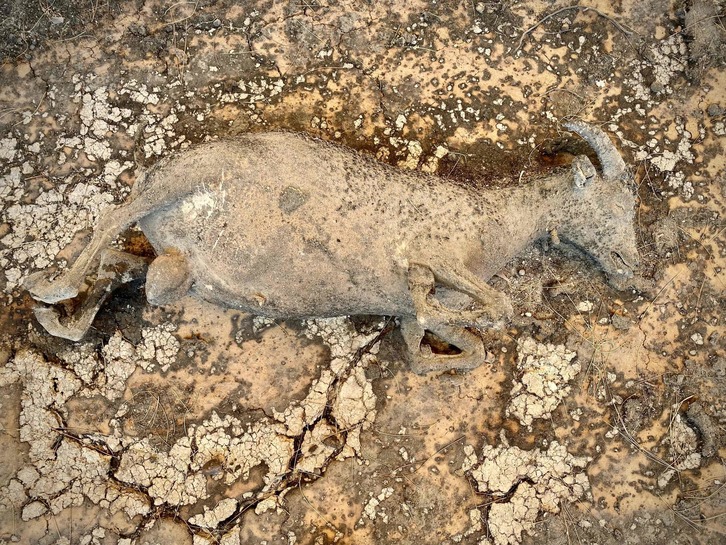 Una cabra calcinada por los incendios en la Anatolia turca. (Ilyas AKENGIN | AFP)