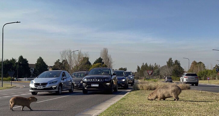 Capibaras, en las calles de uno de los barrios residenciales. (Magali CERVANTES | AFP)