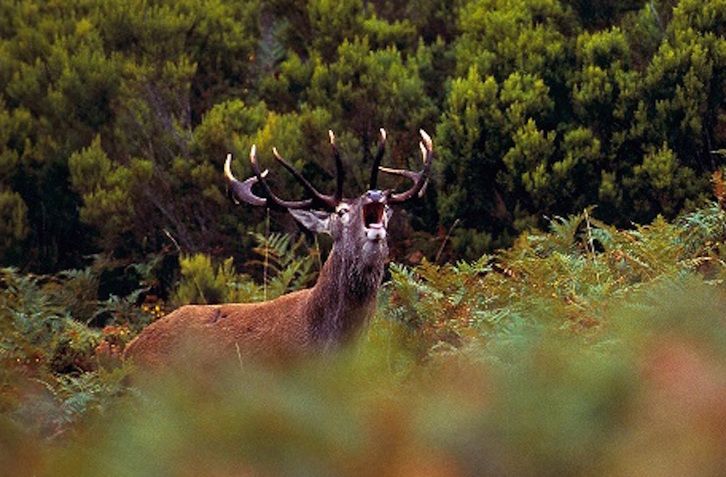 Con la llegada del otoño, se produce la berrea de los ciervos. (DIPUTACION DE ARABA)