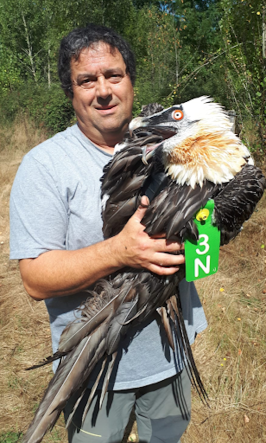 Imagen del rescate del quebrantahuesos Flumen, que finalmente ha muerto. (HONTZA) 