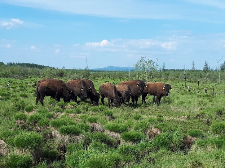 Bisontes introducidos en el Parque Pleistoceno, en Rusia. (PLEISTOCENE PARK)
