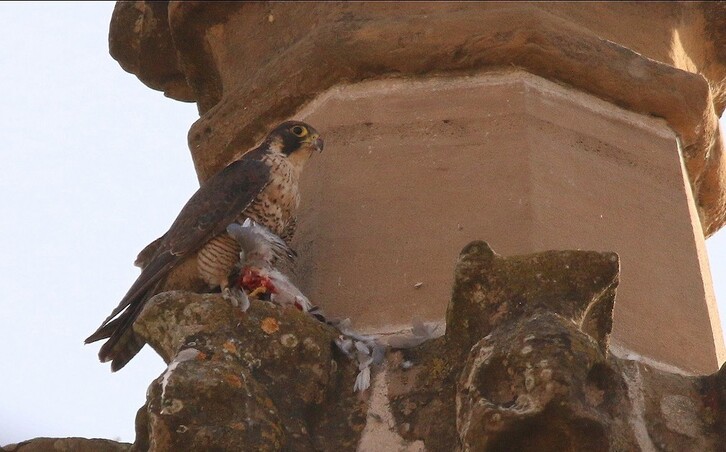 El halcón peregrino devora una paloma en la Catedral de Iruñea.  (Daniel GARCÍA)