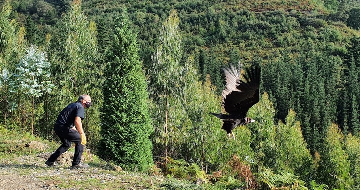 Soilik bi sai beltz sartu dira zentroaren 22 urteko historian: astelehen goiz honetan askatu duten hau eta 2013an sartu zen beste ale bat. (BIZKAIKO FORU ALDUNDIA) 