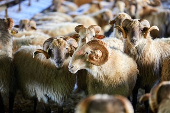 Pirnioetako ardien esnearen lehiakortasuna hobetzeko proiektua gidatzen ari da Neiker. (NEIKER)