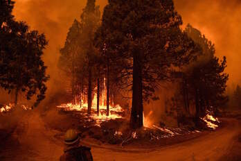 Un bombero trabaja en la extinción de un incendio en el Parque Nacional de las Secuoyas, en California, EEUU. ( Patrick T. FALLON/AFP)