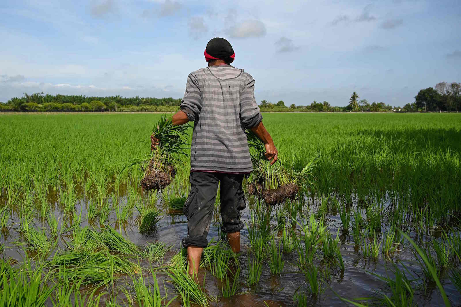 Un hombre trabaja en un arrozal en Malasia. (Mohd RASFAN/AFP)