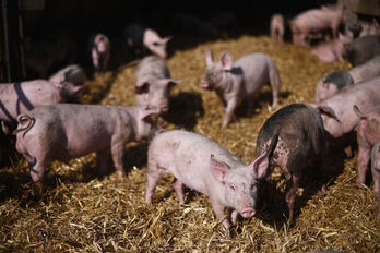 Una granja porcina en el sureste de Inglaterra. (Daniel LEAL-OLIVAS/AFP)