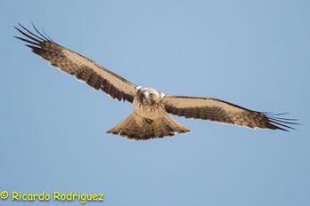 Ejemplar de un águila calzada. (Ricardo RODRÍGUEZ/EGUZKI)
