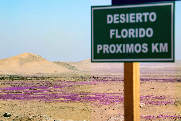 Atacamako basamortuaren loraldia. (Martin BERNETTI/AFP)