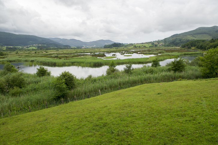 Se está investigando en Urdaibai la toxicidad del helecho común en el agua de consumo. (Marisol RAMIREZ / FOKU)