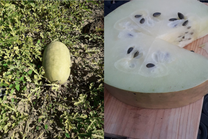 Melona, kanpotik eta barrutik. (Intia)