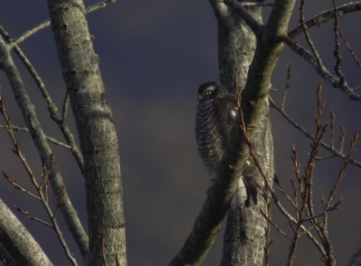 Gabirai eme bat, irudian. (Eguzki)
