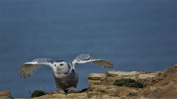 Elur hontza Peñas lurmuturrean ikusi zuten Juan Luis Mugertzak eta Edurnek. (JUAN LUIS MUGERTZA UNANUE)