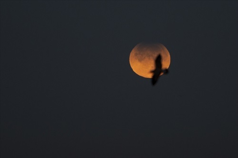 Una gaviota vuela en el cielo frente al eclipse. (M. DYLAN / EUROPA PRESS)