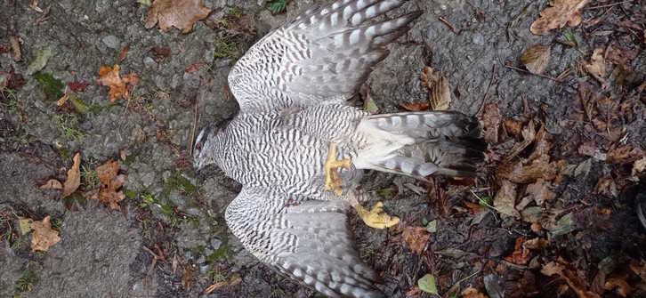 Hondarribian tiroz hilda azaldu den aztorea. (EGUZKI)