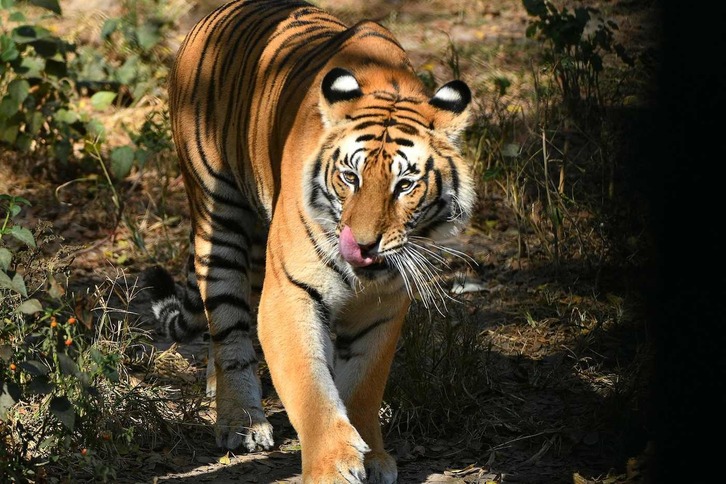 Un tigre de bengala, fotografiado en el zoo de Lalitpur, a las afueras de Katmandú. (Prakash Mathema/ AFP)