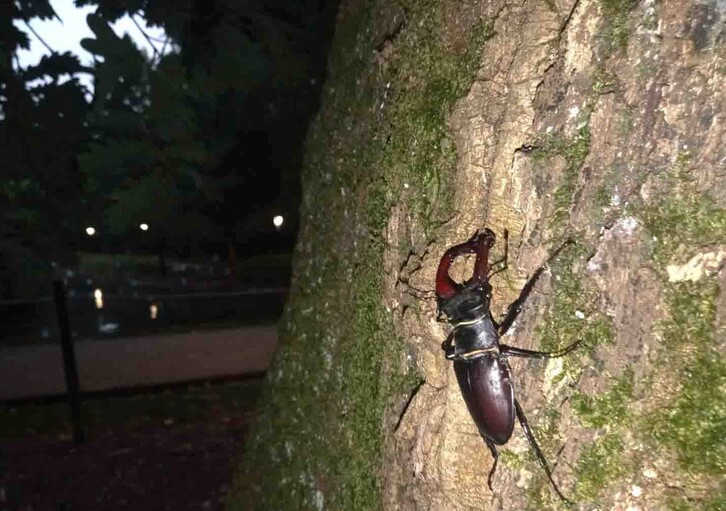 Kukulunbera espezieko kakalardoa. (Joseba GURUTZ DE VICENTE/PARKEA BIZIRIK)