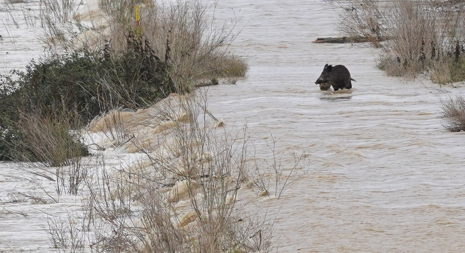 Dos jabalíes sufren las consecuencias de la riada del Ebro a su paso por Castejón. (Jagoba MANTEROLA/FOKU)