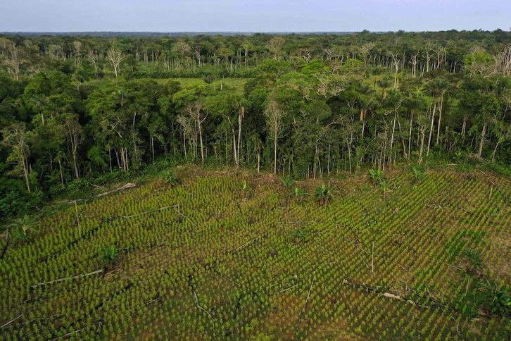 Vista aérea de un campo sembrado con coca en una zona deforestada del Guaviare, departamento de la Amazonia colombiana. (Raul ARBOLEDA/AFP)