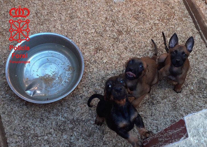 Algunos de los canes hallados. (Policía Foral)