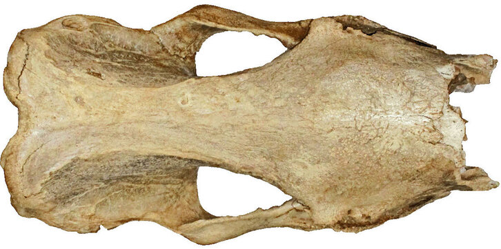 Imagen frontal del cráneo de Ceratotherium Simum. (Jan van der Made)