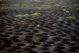 Lanzaroteko mahatsondoen irudia.