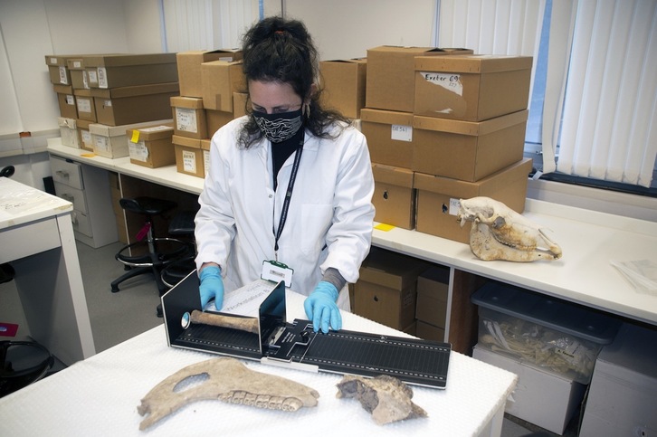 Una investigadora mide los restos de los caballos encontrados.