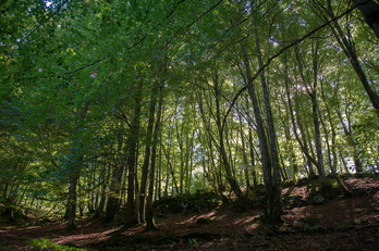 Árboles en la subida a Urbia. 