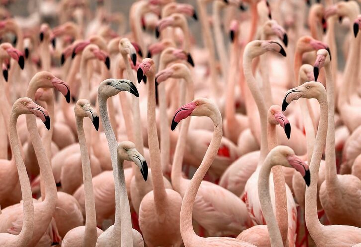 Argazkia: Karim Sahib | AFP