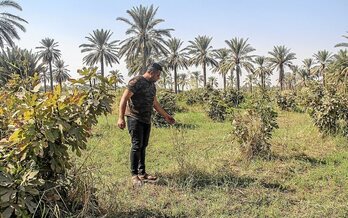 Nour al-Bandar, en uno de los terrenos baldíos de Yusufiya ocupados por hierbajos debido a la escasez de agua.
