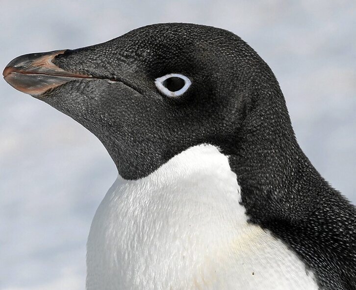 «Pygoscelis adeliae» motako pinguinoa