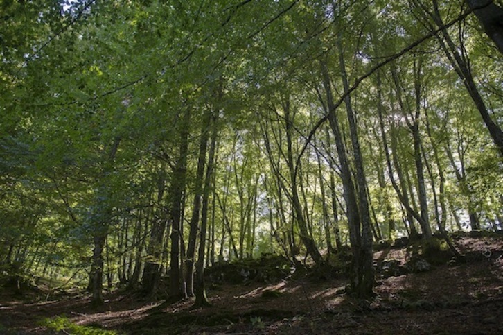 Basogintzaren inguruko jardunaldiak antolatu dituzte Larrabetzun, kudeaketa eredu ezberdinak aztertzeko.