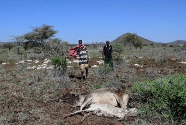 Un joven pastor junto al cadáver de una vaca y su ternero cerca de la aldea de Huri Hills, en Kenia.