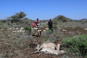 Un joven pastor junto al cadáver de una vaca y su ternero cerca de la aldea de Huri Hills, en Kenia