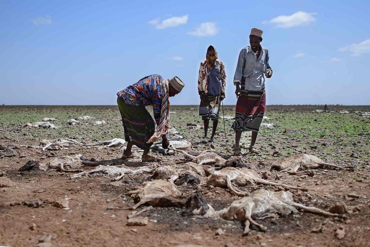 La sequía afecta a los rebaños y provoca la muerte del ganado, como se ve en esta fotografía de Kenia.