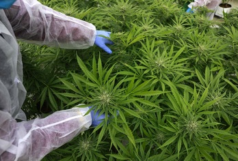Un trabajador revisa las plantas en un invernadero de la empresa israelí B.O.L Pharma, que fabrica productos de cannabis medicinal.