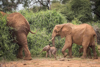 Elefante familia bat Keniako Samburu erreserba naturalean. 