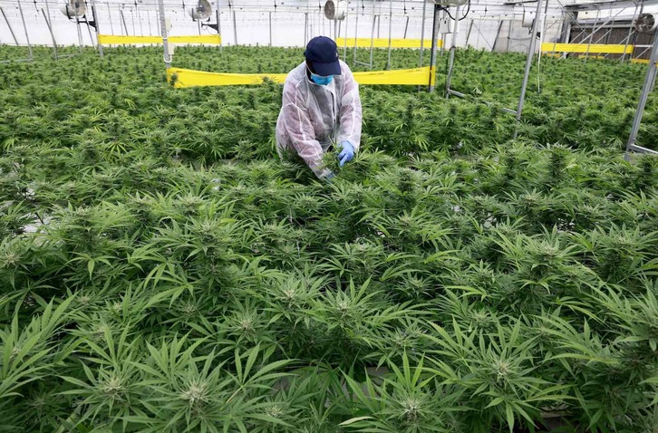 Imagen de una plantación de cannabis para uso medicinal.