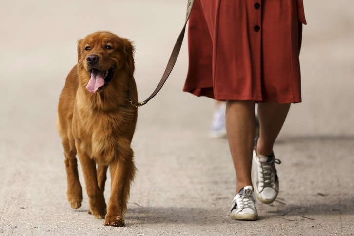 El cerebro de los perros puede distinguir entre dos idiomas cuando uno es familiar.