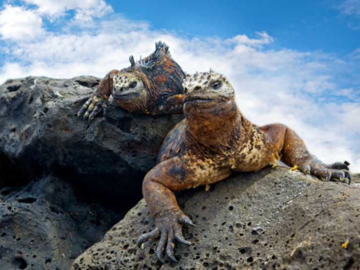 Dos iguanas descansando sobre una roca.